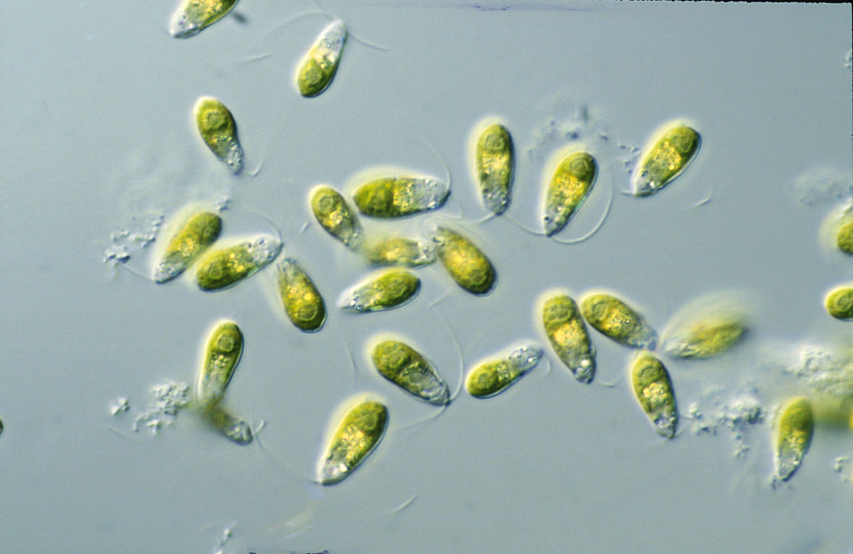 Dunaliella salina
