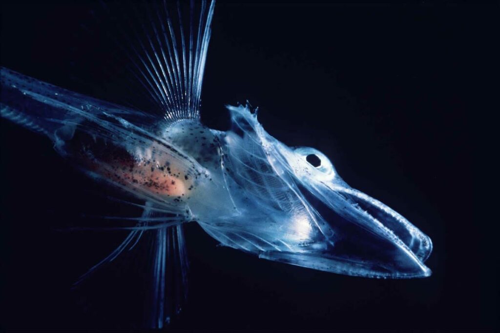 https://dev.universemagazine.com/wp-content/uploads/2022/11/icefishlarvae-min.jpg