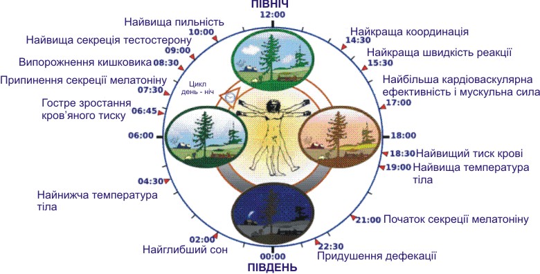 Циркадні ритми Циркадні ритми