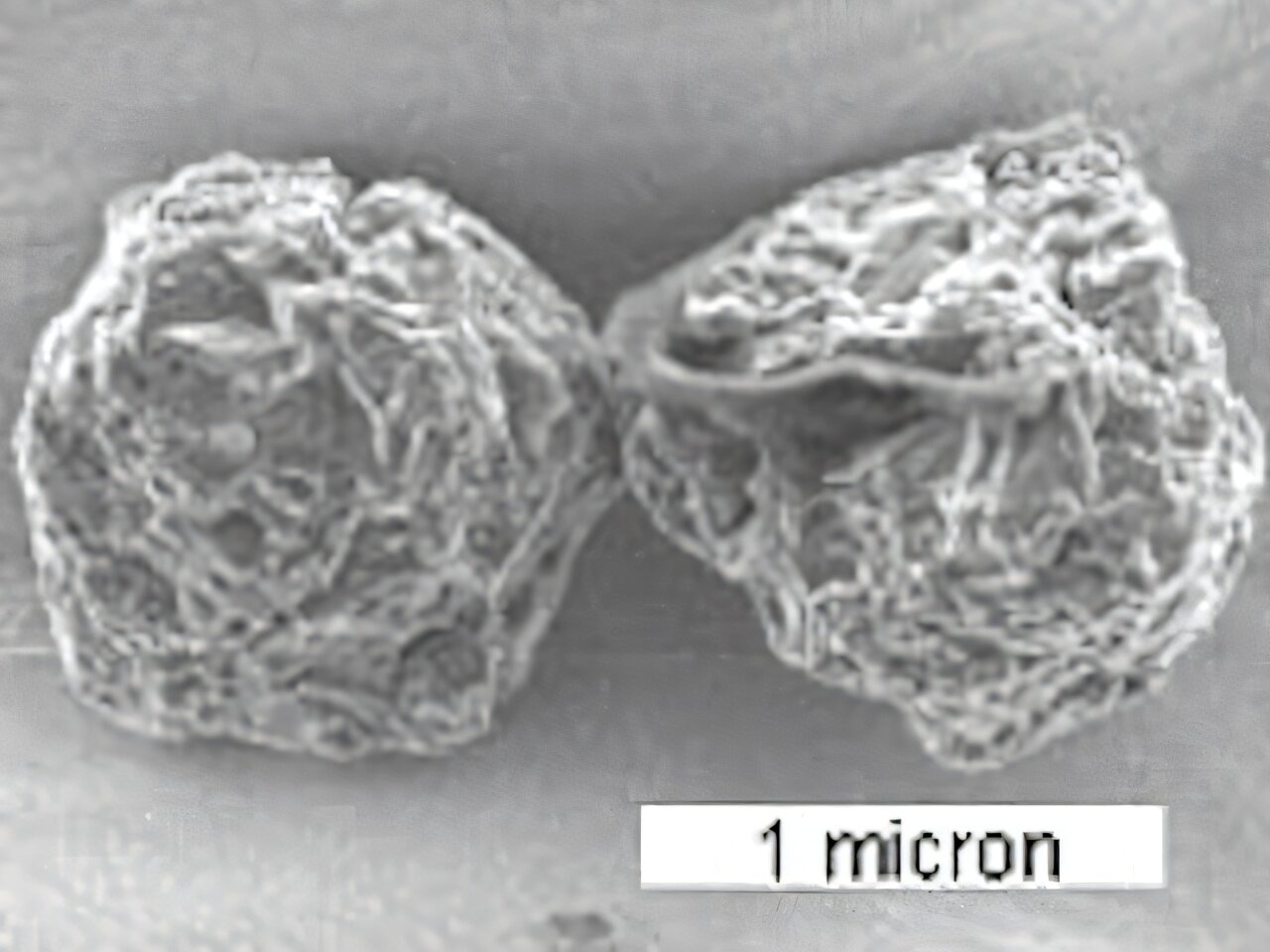 Murchison