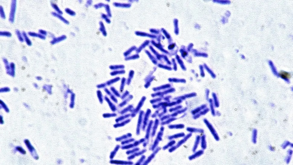 Бактерии Bacillus subtilis Бактерии Bacillus subtilis
