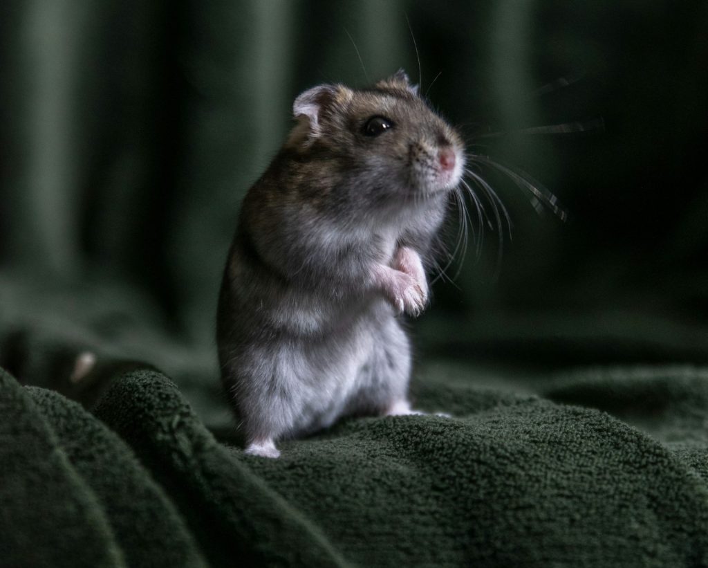 Mice