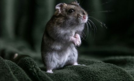 Mice