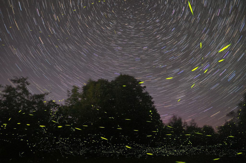Firefly