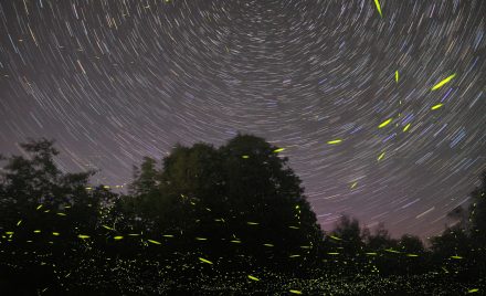 Firefly