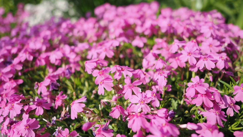 Phlox subulata