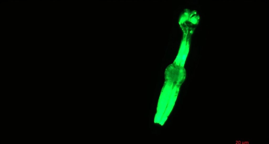 Нематода Caenorhabditis elegans