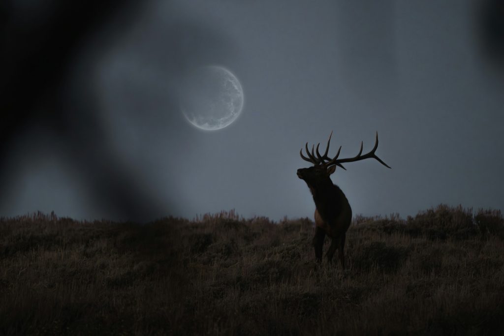 Buck Moon